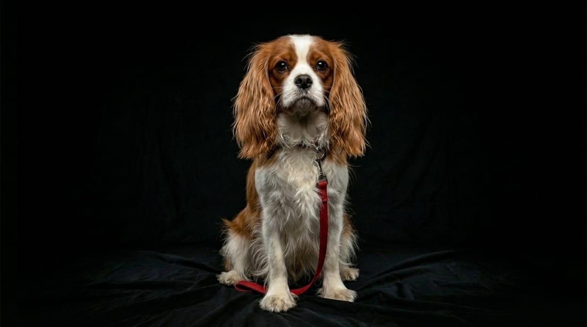 Cavalier King Charles Spaniel - Photo 1
