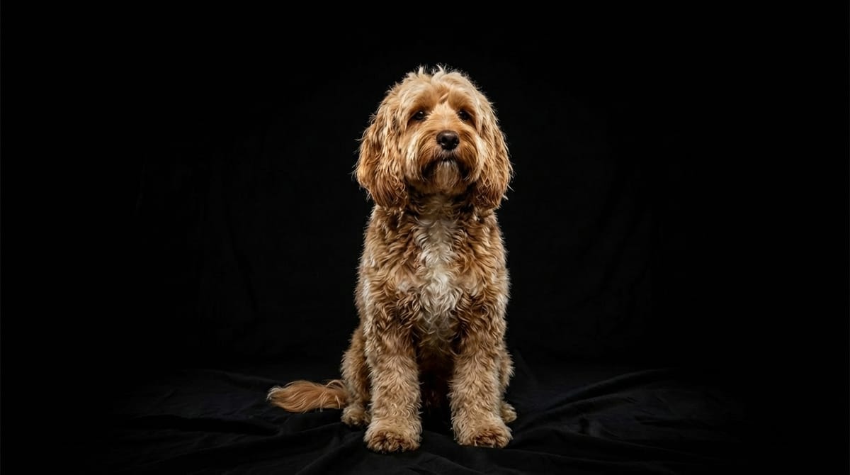 Cockapoo - Photo 1